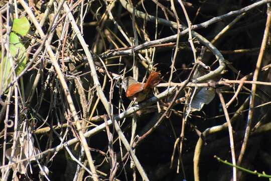 Image of Plain-crowned Spinetail