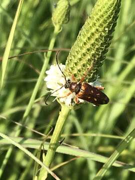 Image of Longhorn beetle