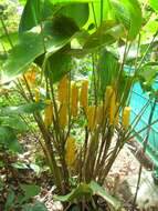 Image of rattlesnake plant