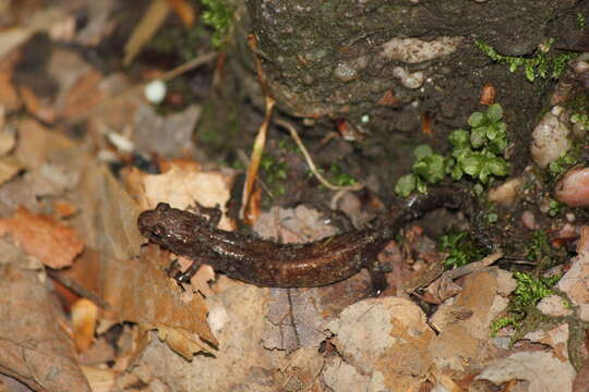 Image of Allegheny Mountain Dusky Salamander