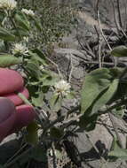 Image of hairy joyweed