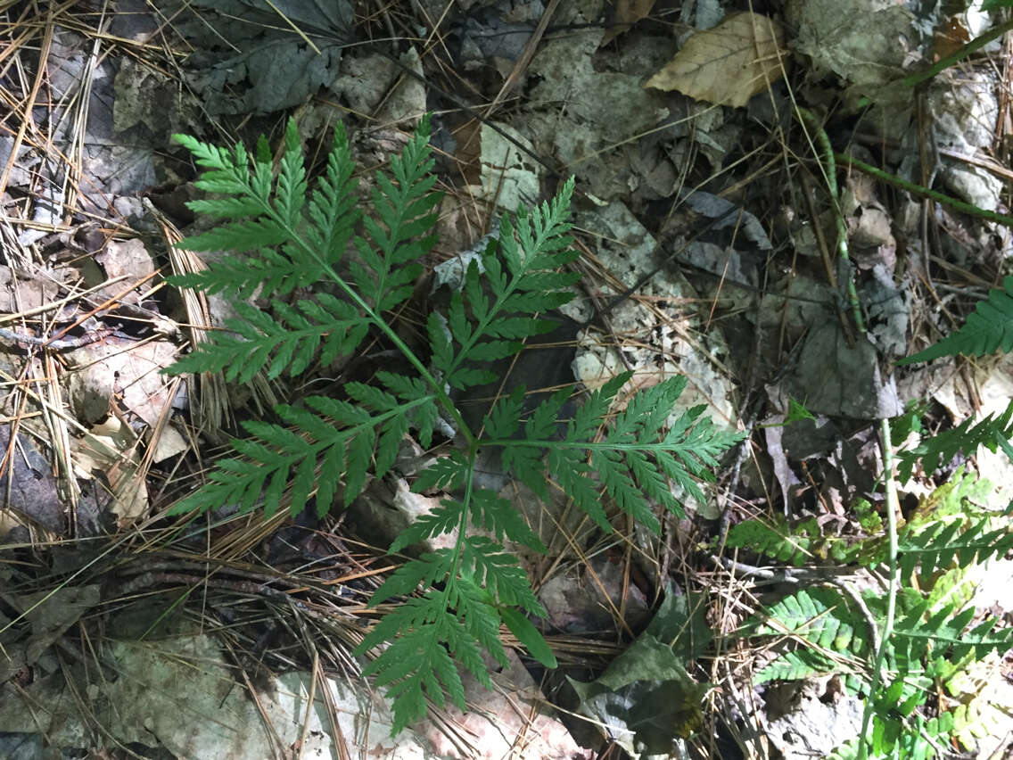 Image of Botrypus virginianus (L.) Michx.