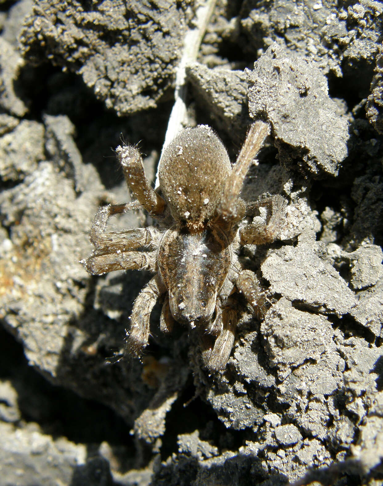 Image of Lycosidae