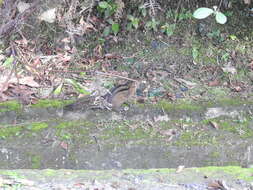 Image of Asian striped ground squirrel