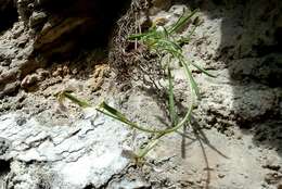 Matthiola fruticulosa subsp. valesiaca (J. Gay ex Gaudin) P. W. Ball resmi