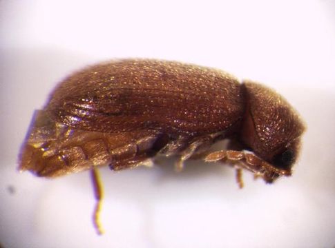 Image of drugstore beetle
