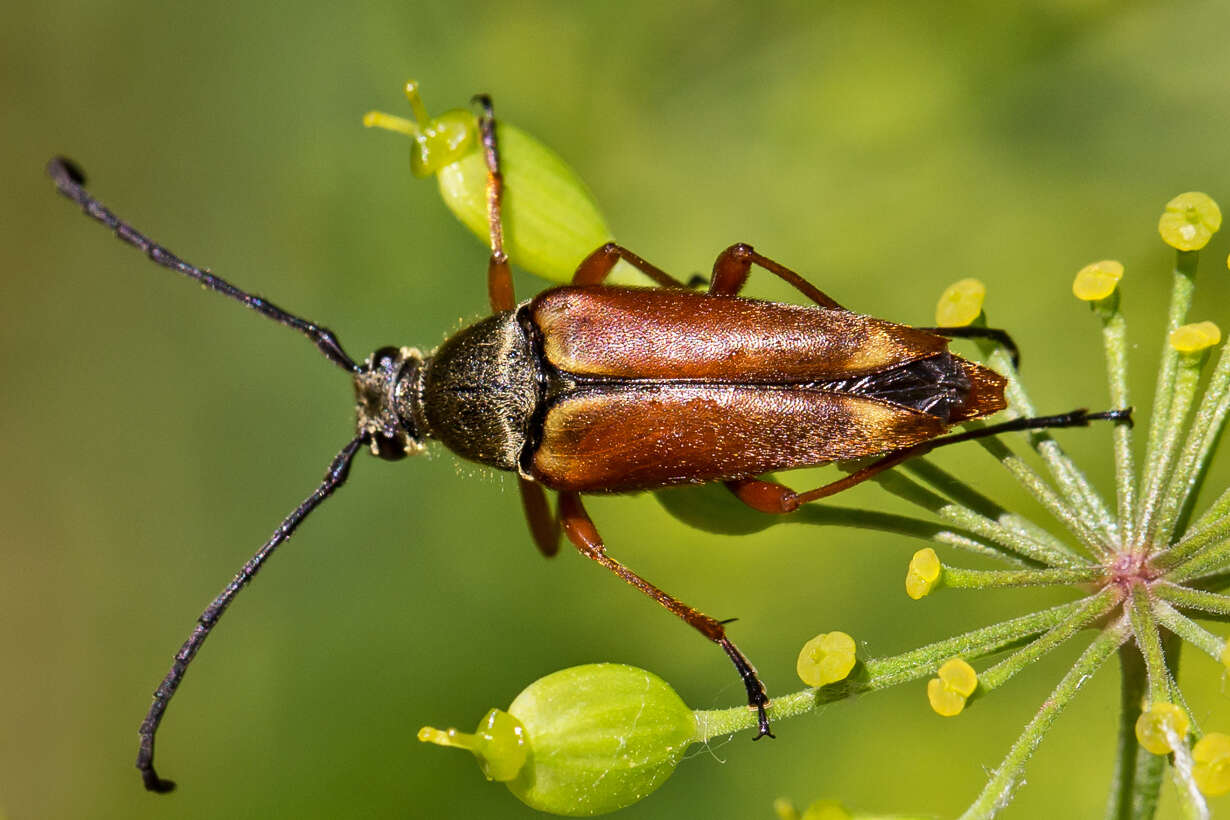 Image of Typocerus acuticauda Casey 1913