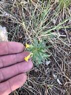 صورة Lithospermum multiflorum S. Wats.