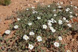 Image of Monsonia umbellata Harv.