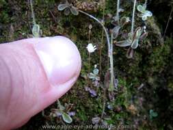 Image of Pinguicula crenatiloba DC.