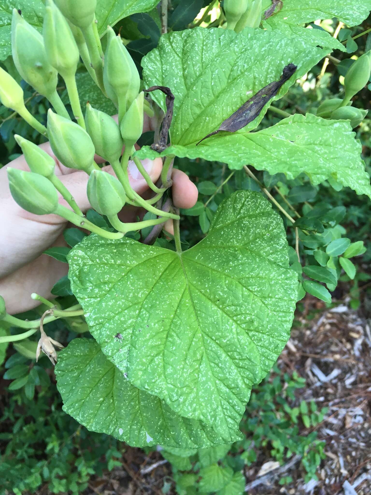 Image of largeroot morning-glory