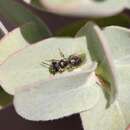 Image of Andrena principalis La Berge 1986