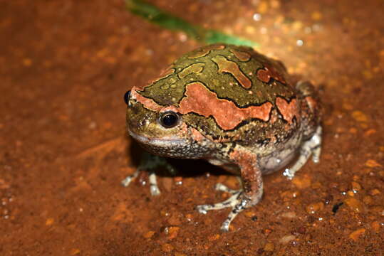 Image of Sri Lankan Bullfrog