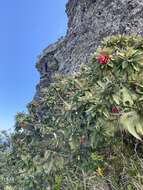 Image of Trochetia boutoniana F. Friedmann