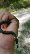 Image of Grass Snake