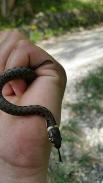 Image of barred grass snake