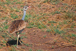 Imagem de Eupodotis senegalensis (Vieillot 1821)