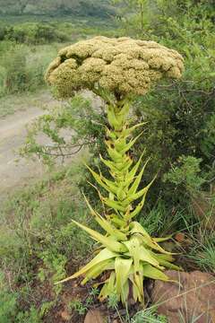 Image of Crassula acinaciformis Schinz.