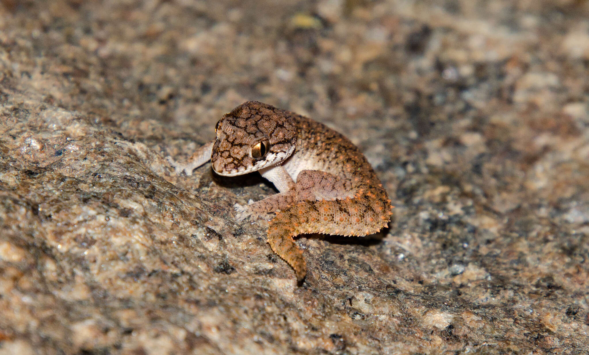 Слика од Hemidactylus reticulatus Beddome 1870