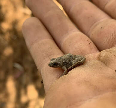 Image of Desert Froglet