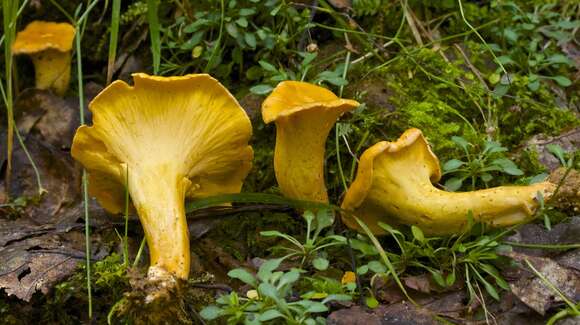 Image of Cantharellus lateritius (Berk.) Singer 1951