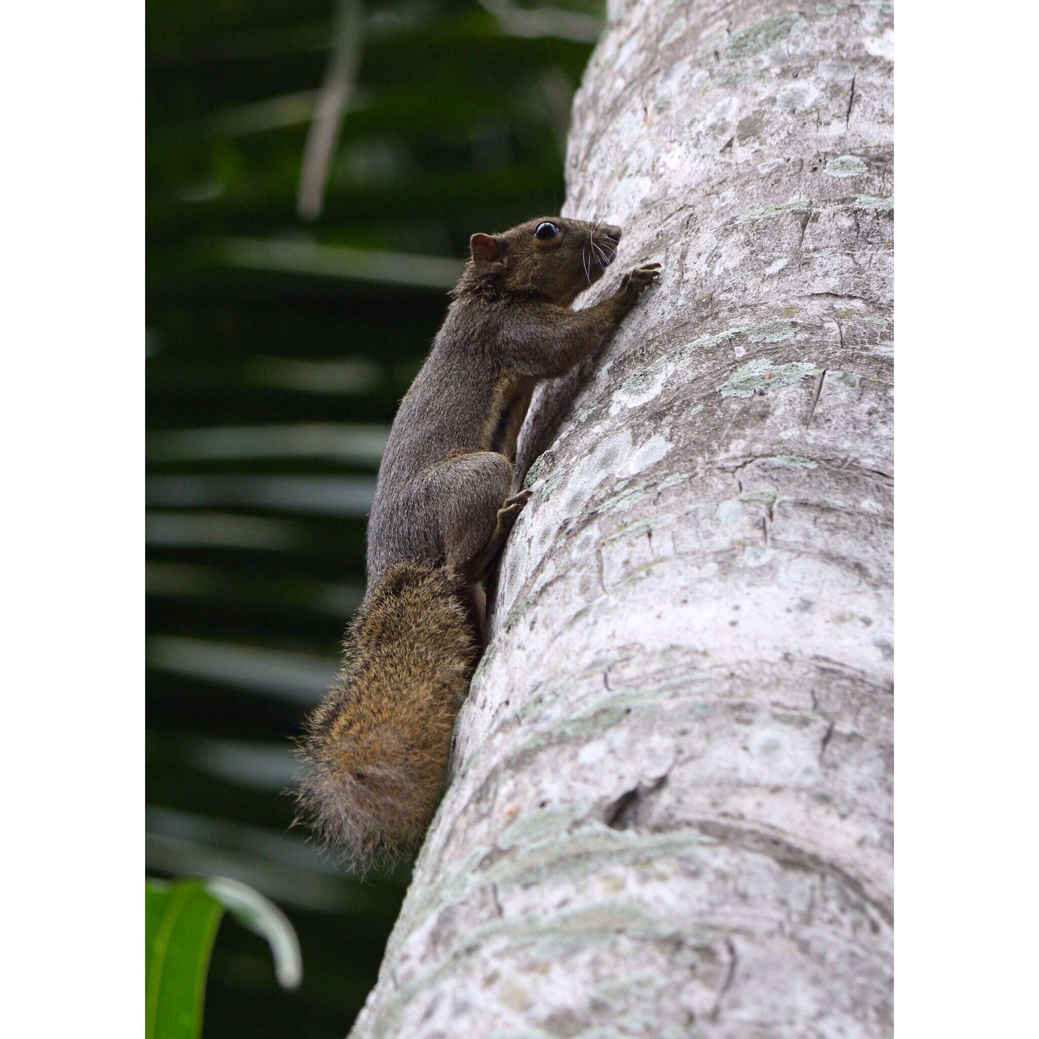 Plancia ëd Callosciurus nigrovittatus (Horsfield 1823)