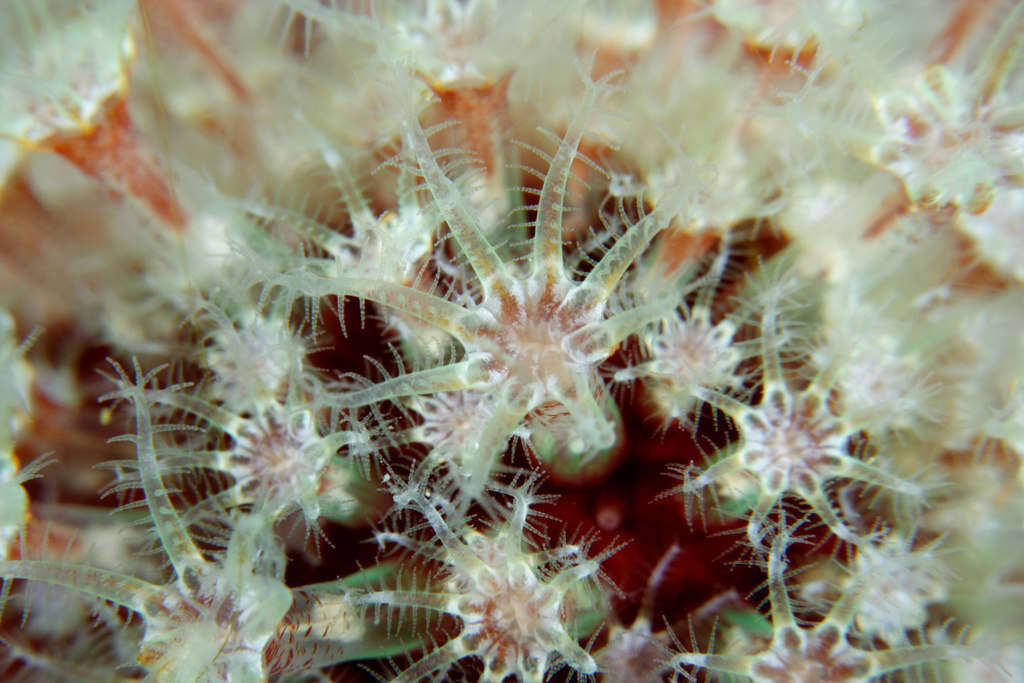 Imagem de Alcyonium bocagei (Saville Kent 1870)