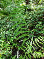 Image of eastern marsh fern