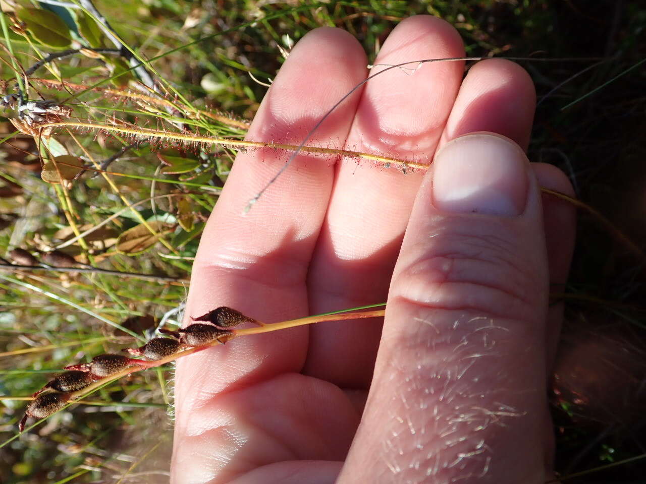 Image de Drosera filiformis var. filiformis