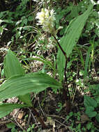 Image of Govenia alba A. Rich. & Galeotti