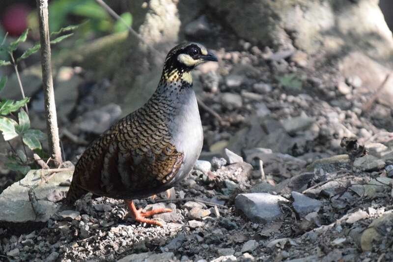 Image of Taiwan Hill Partridge