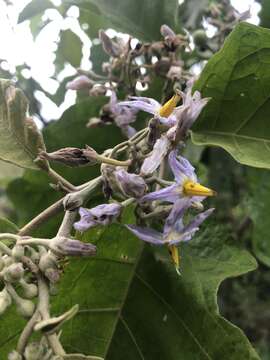 صورة Solanum ovalifolium Humb. & Bonpl. ex Dun.