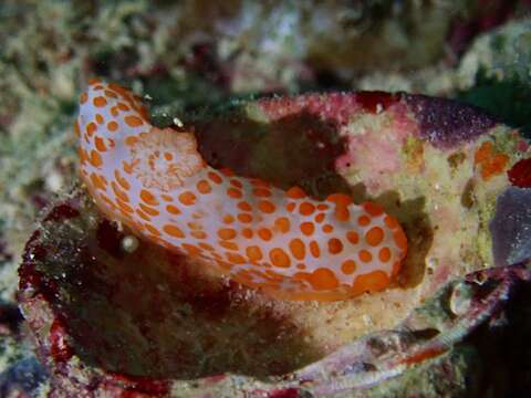 Image of Red spotted fat white slug