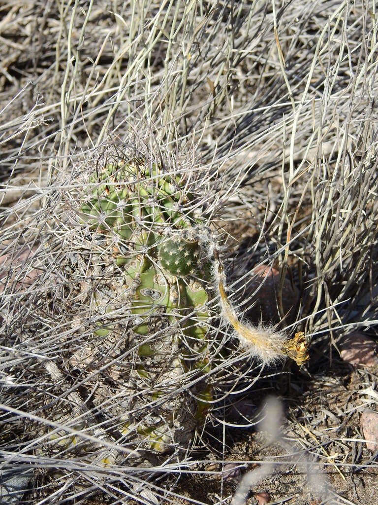 Image of Echinopsis leucantha (Gillies ex Salm-Dyck) Walp.