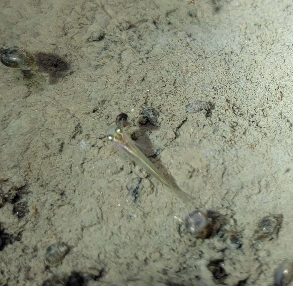 Image of Chinese rice fish