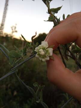 Image of Araujia angustifolia (Hook. & Arn.) Steud.
