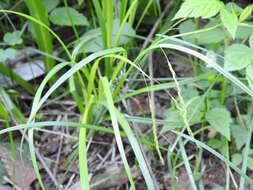 Imagem de Carex debilis var. rudgei L. H. Bailey