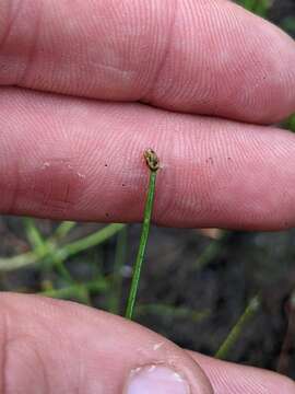 Image of Engelmann's Spike-Rush