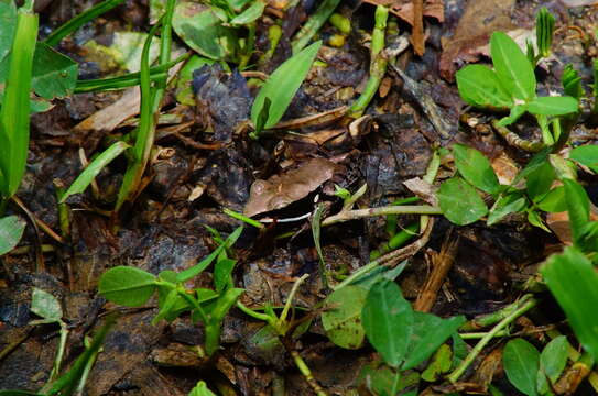 صورة Lithobates sierramadrensis (Taylor 1939)