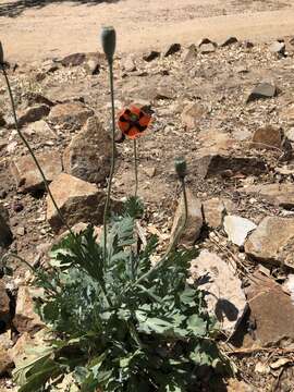 Image of Papaver dubium subsp. stevenianum (Mikheev) Kubat & Siposova