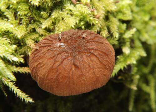 Image of Pluteus thomsonii (Berk. & Broome) Dennis 1948