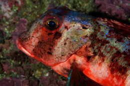 Image of Rock Gurnard