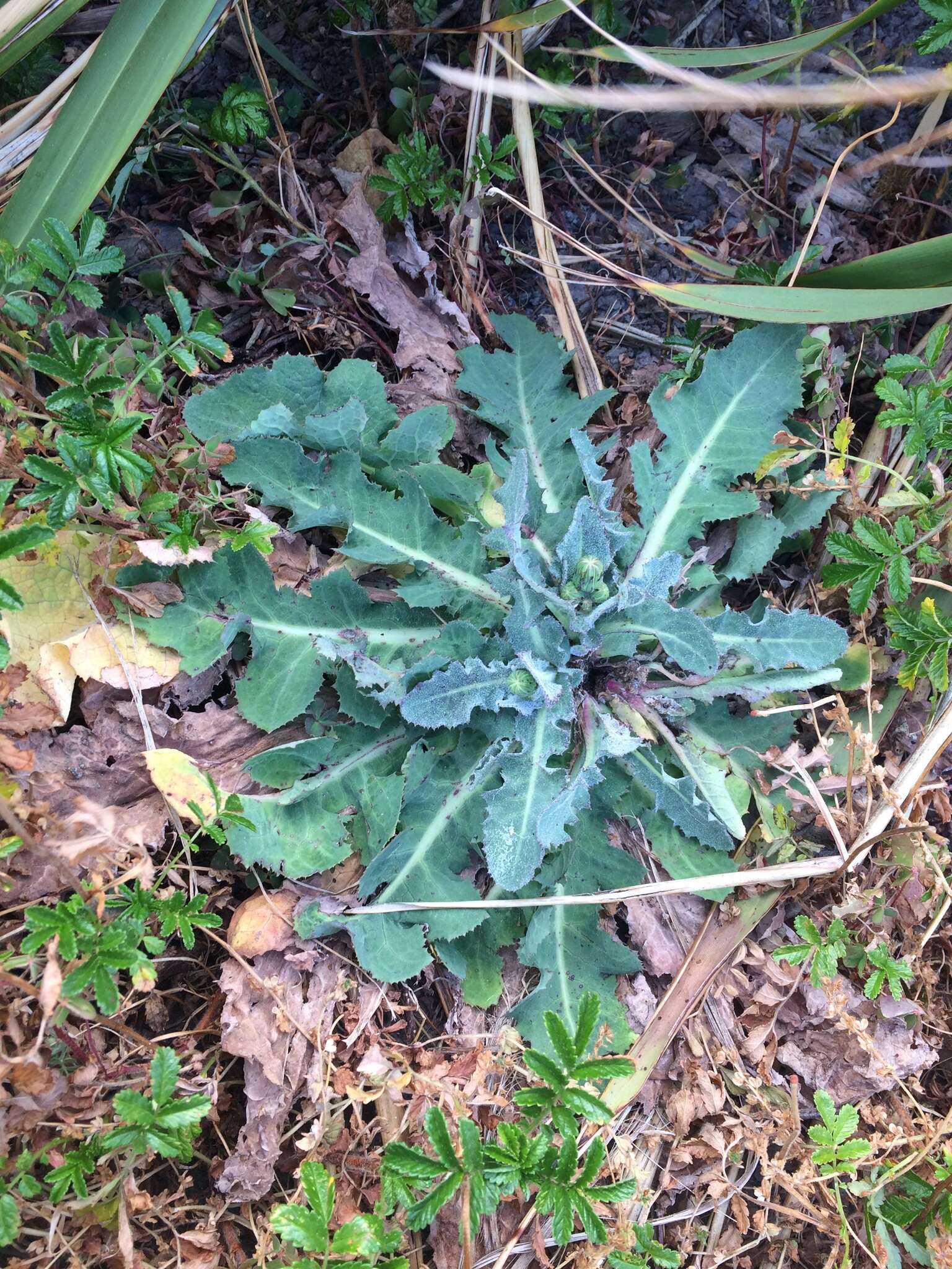 Imagem de Sonchus kirkii B. G. Hamlin