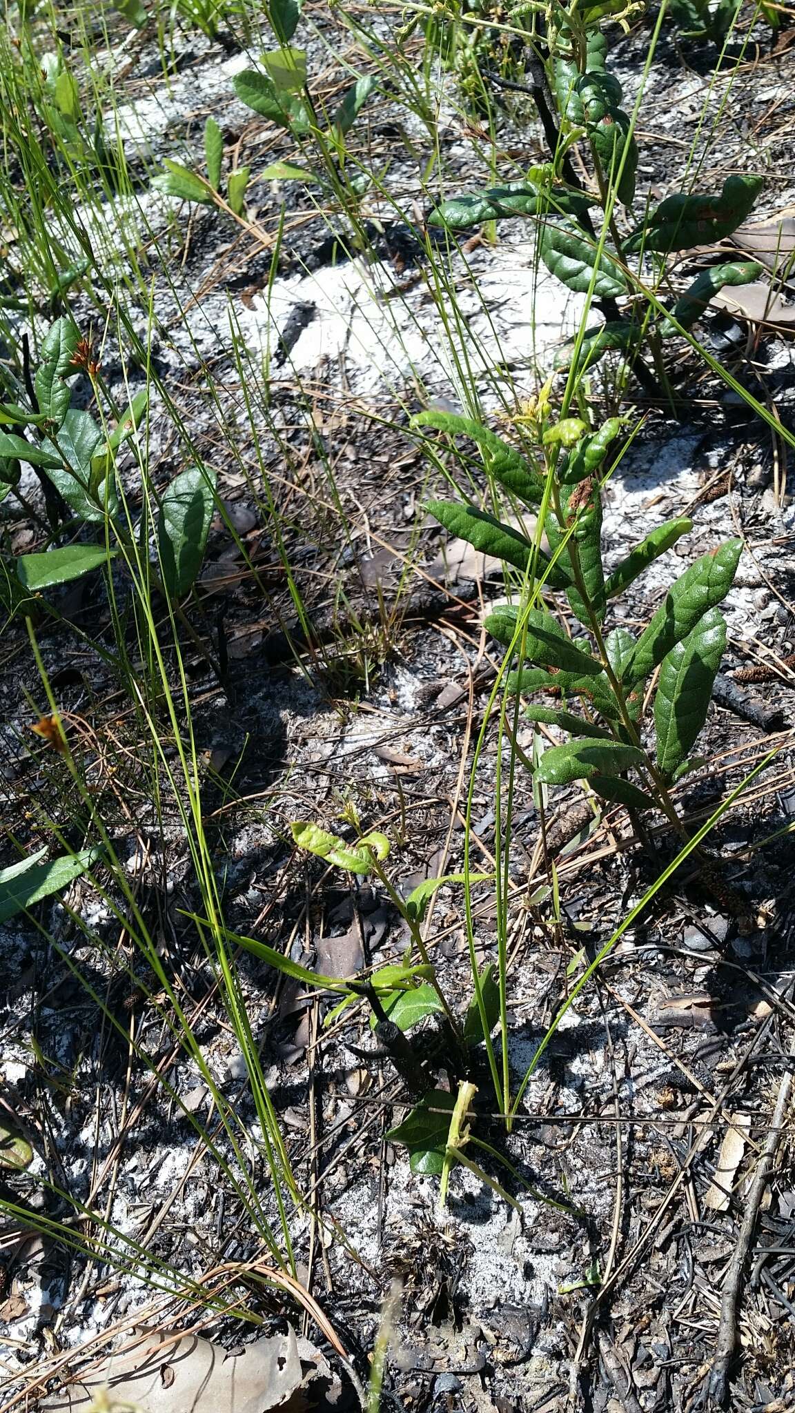 Image of Pine-Barren Beak Sedge