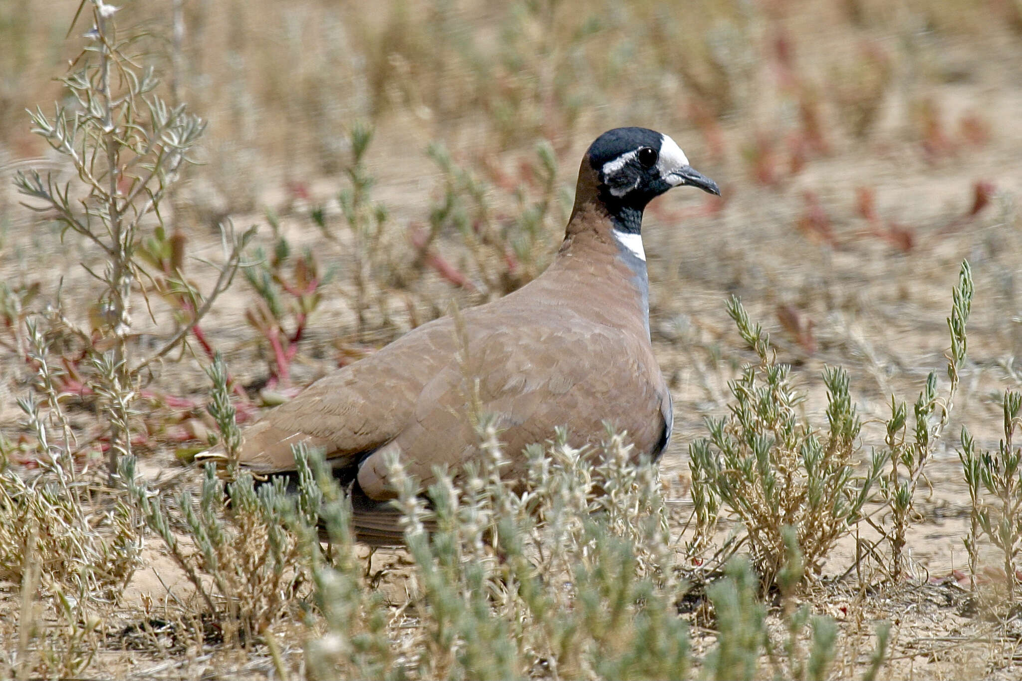 Image of Flock Bronzewing