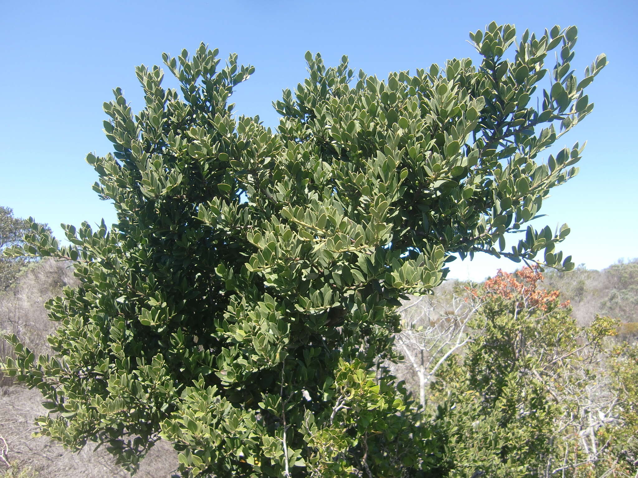 Image de Robsonodendron maritimum (Bolus) R. H. Archer