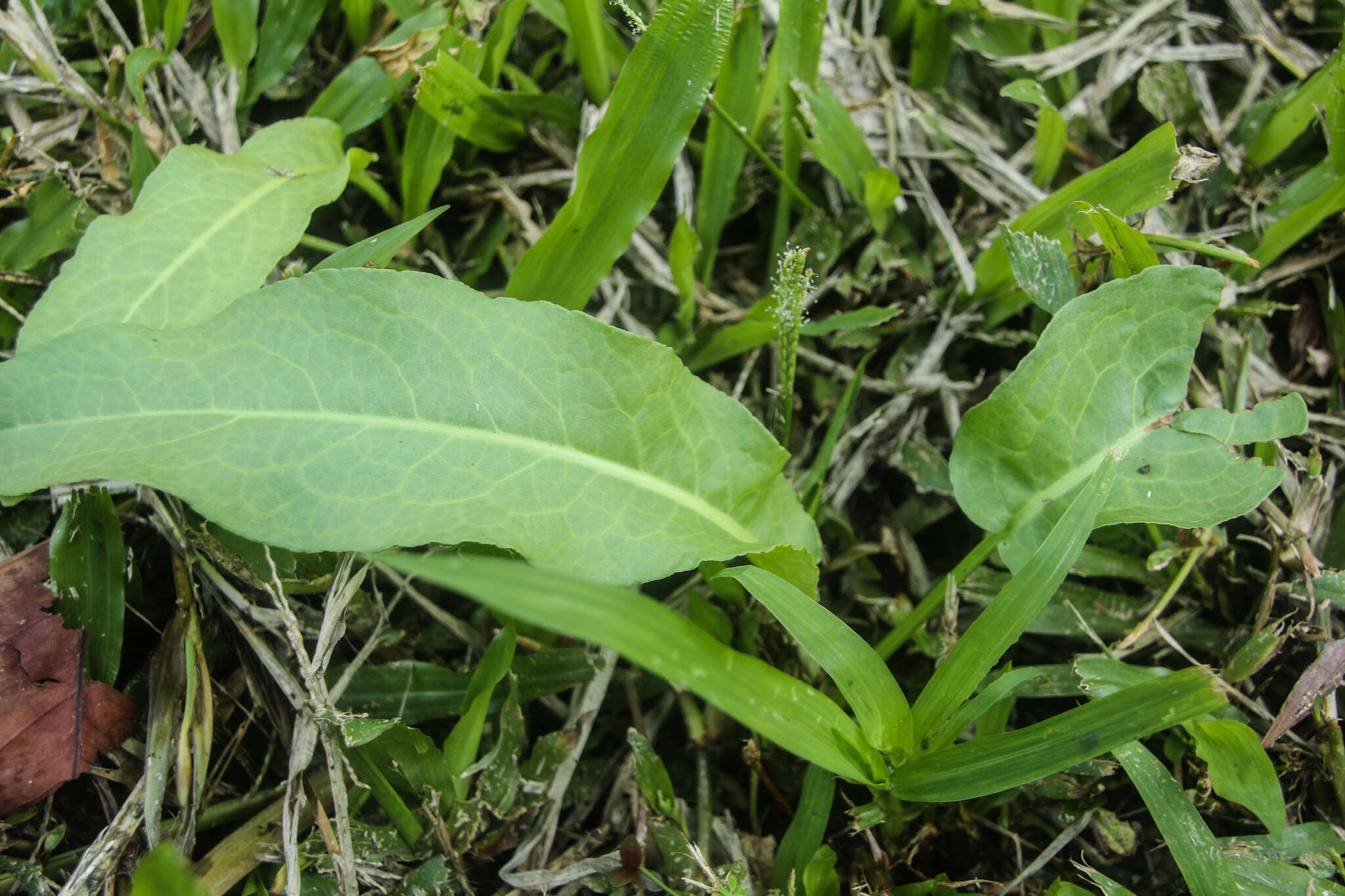 Imagem de Rumex japonicus Houtt.