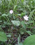 Image of Silene linnaeana V. N. Voroschilov