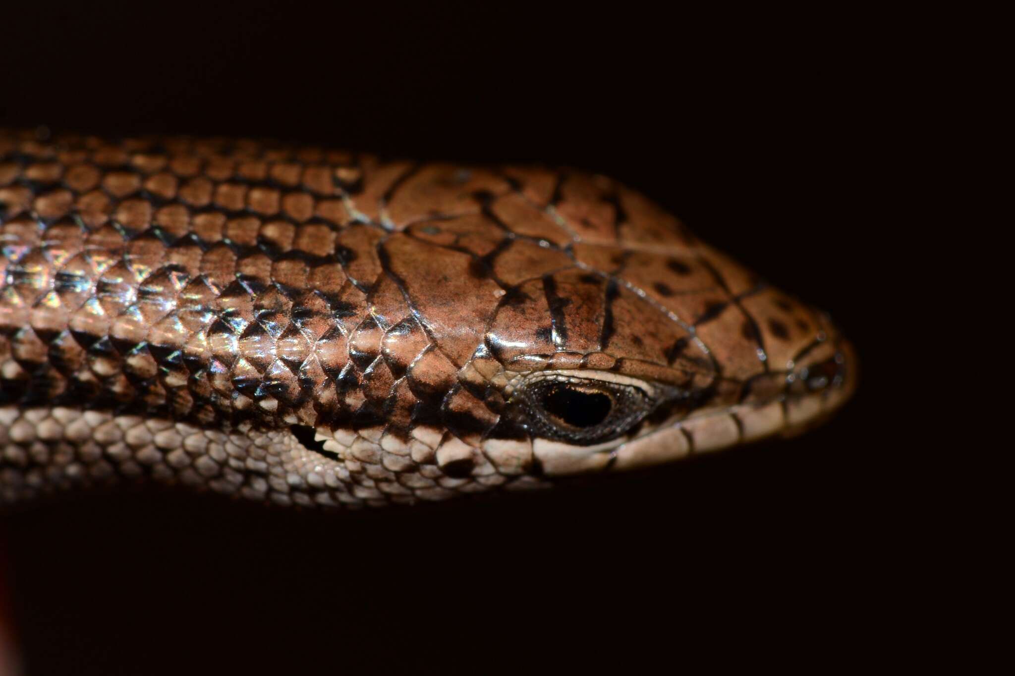 Image of Trachylepis laevigata (Peters 1869)