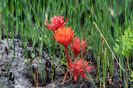 Imagem de Haemanthus canaliculatus Levyns